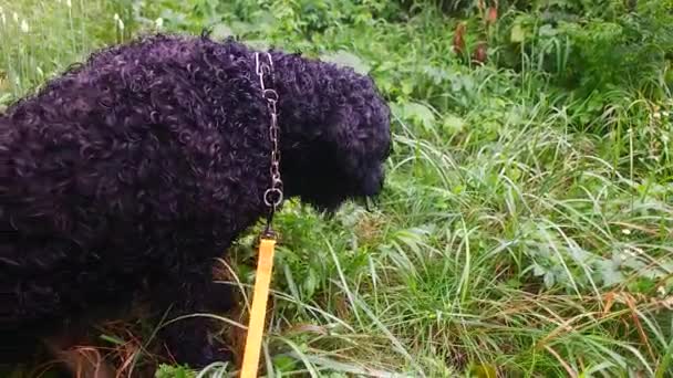 Собака Ест Траву Большая Чёрная Собака Черная Кудрявая Собака Чёрный — стоковое видео