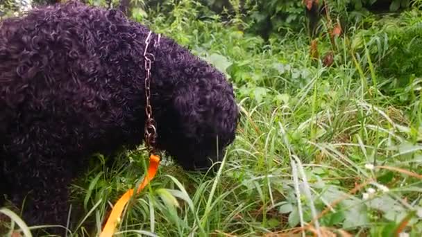 犬は草を食べている 大きな黒い犬 黒いカールドッグ ブラックテリア — ストック動画