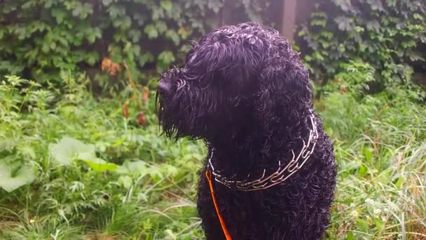 Pies Trawę Duży Czarny Pies Czarny Kręcony Pies Czarny Terrier — Wideo stockowe