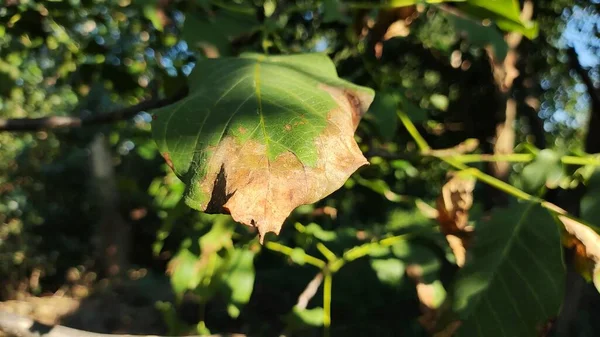 Young Oak Oak Stump Oak Has Grown Saw Cut Felled — Stock Photo, Image