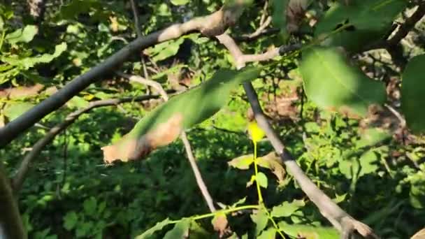 若いオーク オーク スタンプ オークはカットされた後に成長しました オークに落ちた 森の中の木 フォレスト サマーフォレスト — ストック動画