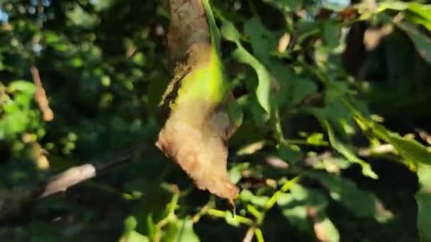 Genç Meşe Meşe Kütüğü Testere Kesildikten Sonra Meşe Ağacı Büyüdü — Stok video