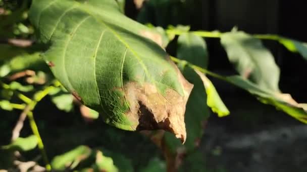 Muda Tunggul Pohon Oak Telah Tumbuh Setelah Gergaji Dipotong Ditebang — Stok Video