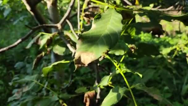 年轻的橡木橡木树桩锯断之后 橡木已经长出来了 被砍倒的橡木森林里的树 夏季森林 — 图库视频影像