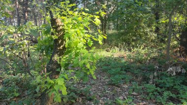 Hasarlı ceviz yaprakları. ceviz hastalığı. Hasta ağaç. Dallardaki hastalıklı yeşil yapraklar. Flora hastalıkları. yanmış yapraklar.