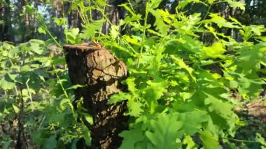 Hasarlı ceviz yaprakları. ceviz hastalığı. Hasta ağaç. Dallardaki hastalıklı yeşil yapraklar. Flora hastalıkları. yanmış yapraklar.