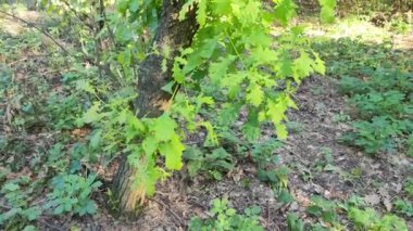 Hasarlı ceviz yaprakları. ceviz hastalığı. Hasta ağaç. Dallardaki hastalıklı yeşil yapraklar. Flora hastalıkları. yanmış yapraklar.