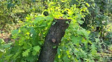 Hasarlı ceviz yaprakları. ceviz hastalığı. Hasta ağaç. Dallardaki hastalıklı yeşil yapraklar. Flora hastalıkları. yanmış yapraklar.