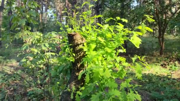 Poškozené Ořechové Listy Oříšková Nemoc Nemocný Strom Nakažené Zelené Listy — Stock video