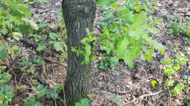 損傷したクルミの葉 ウォルナット病 病気のツリー 枝に緑色の葉が染まっている フローラ病を患っています 燃やされた葉 — ストック動画