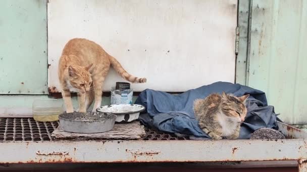 Chats Sans Abri Chats Dans Rue Chats Rouges Mangent Dorment — Video