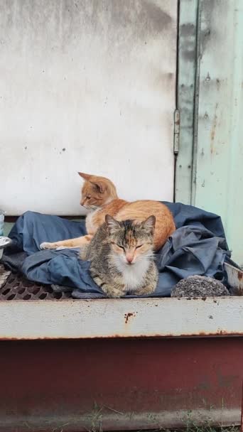 无家可归的猫猫在街上 红猫吃喝睡 猫嘴和眼睛 那只猫在咕噜 — 图库视频影像