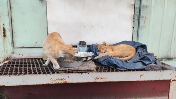 Безпритульні Коти Коти Вулиці Червоні Коти Їдять Сплять Котяча Морда — стокове відео