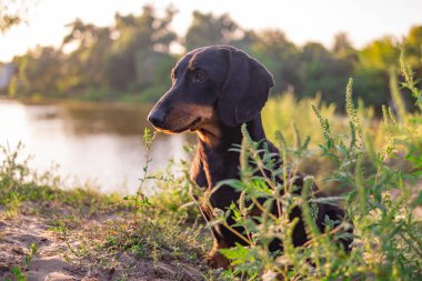 Siyah dachshund. Bir dachshund 'un gözleri ve ağzı. Küçük bir köpek. Av köpeği. Alçak ve uzun köpek. Ağızlık ve bıyık.