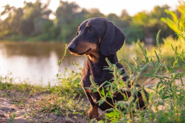 Siyah dachshund. Bir dachshund 'un gözleri ve ağzı. Küçük bir köpek. Av köpeği. Alçak ve uzun köpek. Ağızlık ve bıyık.