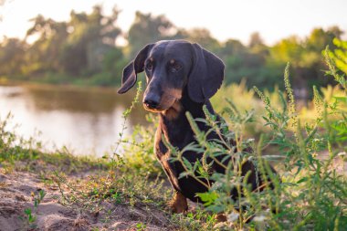 Siyah dachshund. Bir dachshund 'un gözleri ve ağzı. Küçük bir köpek. Av köpeği. Alçak ve uzun köpek. Ağızlık ve bıyık.