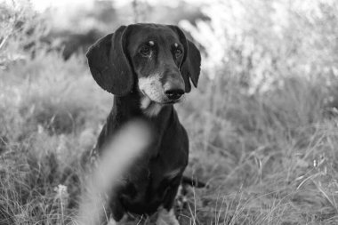 Siyah dachshund. Bir dachshund 'un gözleri ve ağzı. Küçük bir köpek. Av köpeği. Alçak ve uzun köpek. Ağızlık ve bıyık.