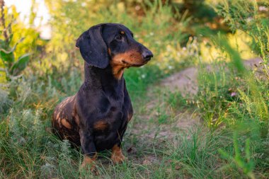 Siyah dachshund. Bir dachshund 'un gözleri ve ağzı. Küçük bir köpek. Av köpeği. Alçak ve uzun köpek. Ağızlık ve bıyık.