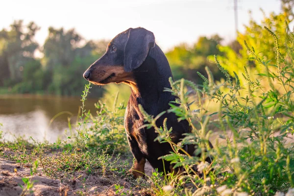 Siyah Dachshund Bir Dachshund Gözleri Ağzı Küçük Bir Köpek Köpeği — Stok fotoğraf