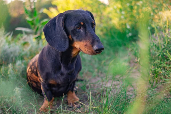 Siyah dachshund. Bir dachshund 'un gözleri ve ağzı. Küçük bir köpek. Av köpeği. Alçak ve uzun köpek. Ağızlık ve bıyık.