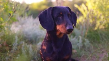 Siyah dachshund. Bir dachshund 'un gözleri ve ağzı. Küçük bir köpek. Av köpeği. Alçak ve uzun köpek. Ağızlık ve bıyık.