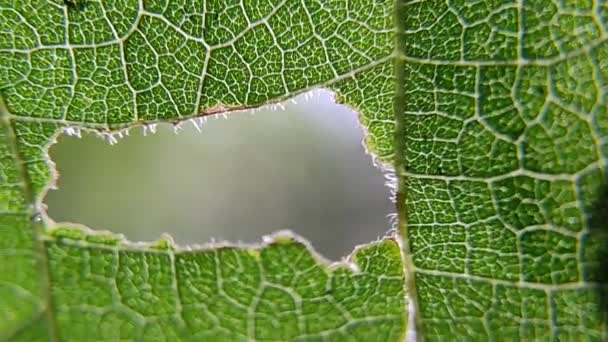 叶质感 在显微镜下的叶子 宏观绿叶 宏观背景下的叶子 教育用叶面显示植物细胞的细胞结构观点 — 图库视频影像