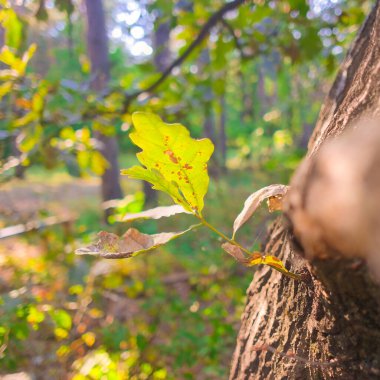 Sonbahar yaprakları güneşte. Yaprak dokusu. Sarı ağaçlar ve güneşli güzel sonbahar manzarası, parktaki renkli yapraklar, düşen yapraklar, sonbahar yaprakları arka plan,