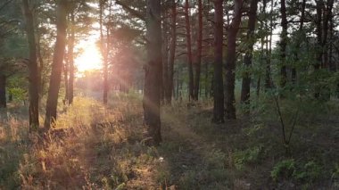 Gün batımında çam ağacı. Ormanda şafak vakti. Güneş ağaçları aydınlatıyor. Turuncu güneş. Doğal manzara. Kamp yapmak. Ormanda akşam yürüyüşü.