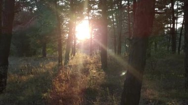 Gün batımında çam ağacı. Ormanda şafak vakti. Güneş ağaçları aydınlatıyor. Turuncu güneş. Doğal manzara. Kamp yapmak. Ormanda akşam yürüyüşü.