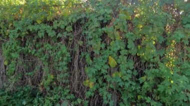 Yaban üzümlerinden yapılmış çitler. Üzümlerin arasından güneş ışınları. Çitteki sarmaşıklar. Vahşi üzümlerden yapılmış sonbahar çitlerinin görüntüleri. Sonbahar, yağmurdan sonra partenosissus, 4k video, doğal çekim