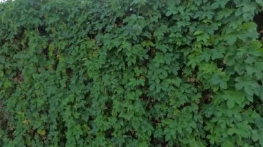 Yaban üzümlerinden yapılmış çitler. Üzümlerin arasından güneş ışınları. Çitteki sarmaşıklar. Vahşi üzümlerden yapılmış sonbahar çitlerinin görüntüleri. Sonbahar, yağmurdan sonra partenosissus, 4k video, doğal çekim