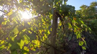 Yaban üzümlerinden yapılmış çitler. Üzümlerin arasından güneş ışınları. Çitteki sarmaşıklar. Vahşi üzümlerden yapılmış sonbahar çitlerinin görüntüleri. Sonbahar, yağmurdan sonra partenosissus, 4k video, doğal çekim