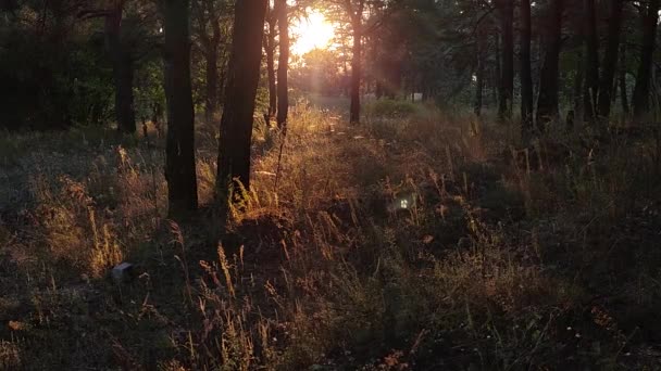 Kiefernwald Bei Sonnenuntergang Morgendämmerung Wald Sonnenstrahlen Durch Die Bäume Orangefarbene — Stockvideo