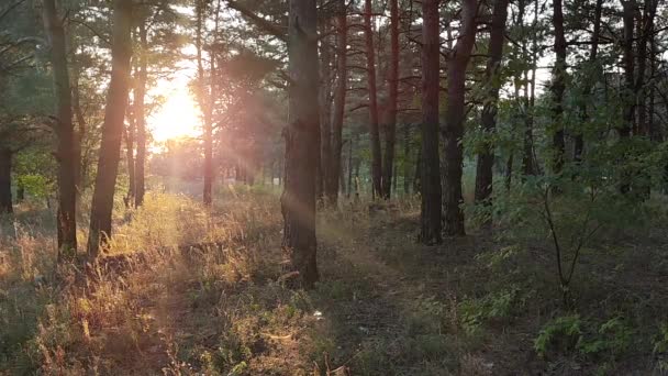 Pădure Pin Apusul Soarelui Zori Pădure Razele Soarelui Prin Copaci — Videoclip de stoc