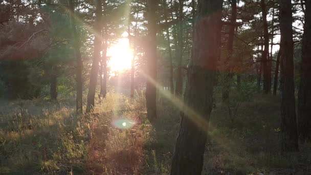 日没の松林 森の夜明けに 木から太陽光が差し込む オレンジの太陽 自然の風景 キャンプ 森の中を散歩する夜 — ストック動画
