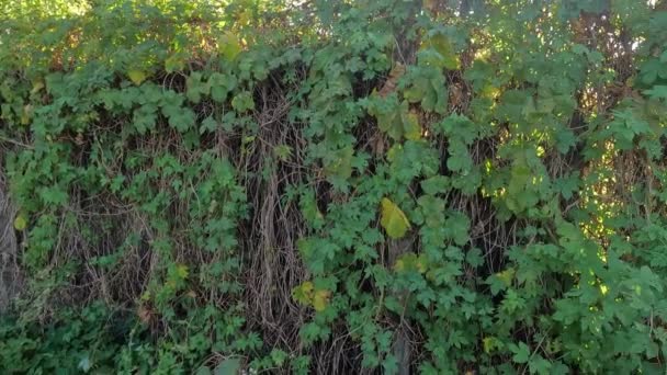 用野生葡萄做的栅栏 阳光穿过葡萄 篱笆上的藤蔓 秋天的篱笆是用野生葡萄的睫毛做成的 雨后春笋 4K视频 自然拍摄 — 图库视频影像