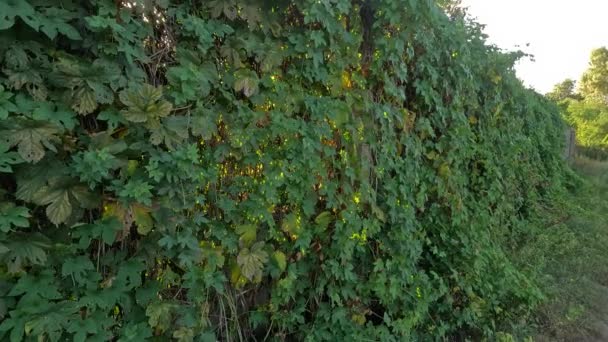 野生のブドウから成っている塀 ブドウを通して太陽の光線 フェンスのワイン 野生のブドウのラッシュで作られた秋の塀の映像 雨の後のパロサイト 4Kビデオ 自然撮影 — ストック動画