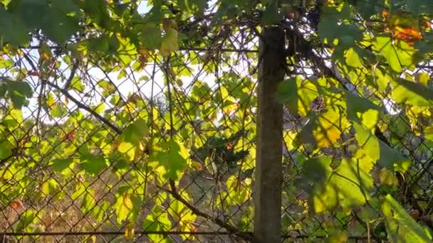 Yaban Üzümlerinden Yapılmış Çitler Üzümlerin Arasından Güneş Işınları Çitteki Sarmaşıklar — Stok video