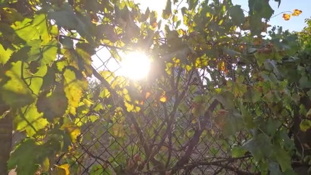 Zaun Aus Wilden Trauben Sonnenstrahlen Durch Die Trauben Weinreben Zaun — Stockvideo