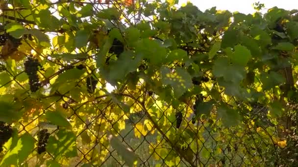 用野生葡萄做的栅栏 阳光穿过葡萄 篱笆上的藤蔓 秋天的篱笆是用野生葡萄的睫毛做成的 雨后春笋 4K视频 自然拍摄 — 图库视频影像