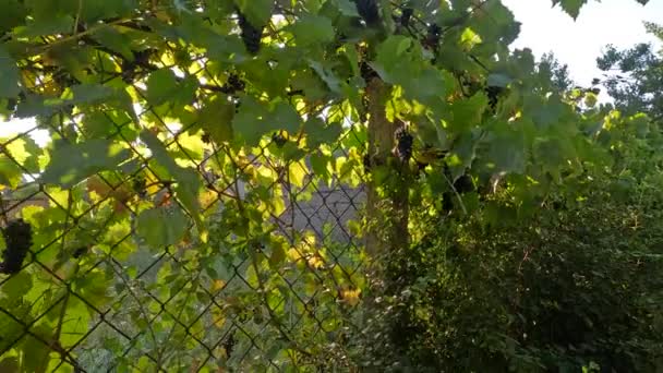野生のブドウから成っている塀 ブドウを通して太陽の光線 フェンスのワイン 野生のブドウのラッシュで作られた秋の塀の映像 雨の後のパロサイト 4Kビデオ 自然撮影 — ストック動画