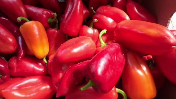 Paprika Merah Dalam Kotak Lada Merah Segar Organik Dipamerkan Pasar — Stok Video