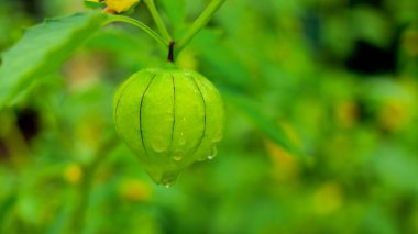 Physalis angulata (ceplukan, ciplukan, kabuklu domates, yer kirazı, physalis peruviana, İnka üzümü, Cape bektaşi üzümü, poha üzümü, altın böğürtlen) ilaç veya meyve için yararlı olan tropikal bitki