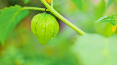 Physalis angulata (ceplukan, ciplukan, kabuklu domates, yer kirazı, physalis peruviana, İnka üzümü, Cape bektaşi üzümü, poha üzümü, altın böğürtlen) ilaç veya meyve için yararlı olan tropikal bitki