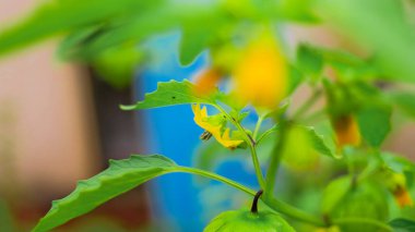 Physalis angulata (ceplukan, ciplukan, kabuklu domates, yer kirazı, physalis peruviana, İnka üzümü, Cape bektaşi üzümü, poha üzümü, altın böğürtlen) ilaç veya meyve için yararlı olan tropikal bitki