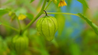 Physalis angulata (ceplukan, ciplukan, kabuklu domates, yer kirazı, physalis peruviana, İnka üzümü, Cape bektaşi üzümü, poha üzümü, altın böğürtlen) ilaç veya meyve için yararlı olan tropikal bitki