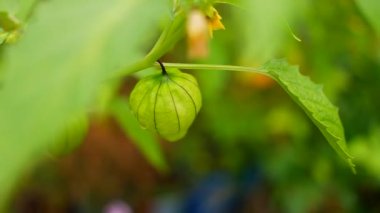 Physalis angulata (ceplukan, ciplukan, kabuklu domates, yer kirazı, physalis peruviana, İnka üzümü, Cape bektaşi üzümü, poha üzümü, altın böğürtlen) ilaç veya meyve için yararlı olan tropikal bitki