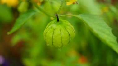 Physalis angulata (ceplukan, ciplukan, kabuklu domates, yer kirazı, physalis peruviana, İnka üzümü, Cape bektaşi üzümü, poha üzümü, altın böğürtlen) ilaç veya meyve için yararlı olan tropikal bitki