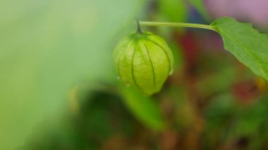 Physalis angulata (ceplukan, ciplukan, kabuklu domates, yer kirazı, physalis peruviana, İnka üzümü, Cape bektaşi üzümü, poha üzümü, altın böğürtlen) ilaç veya meyve için yararlı olan tropikal bitki