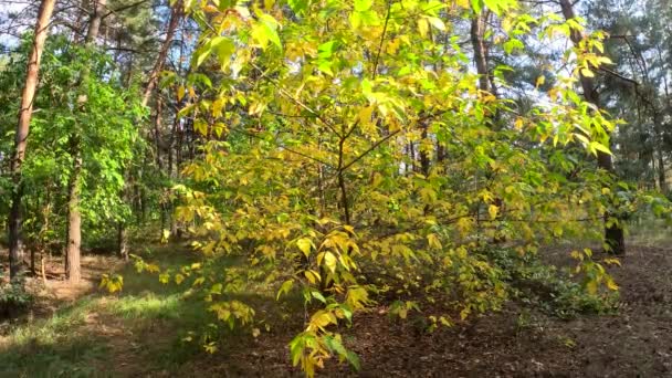 黄色的秋天树 秋天阳光灿烂的风景 秋天的森林 树上的黄叶 自然秋景 — 图库视频影像